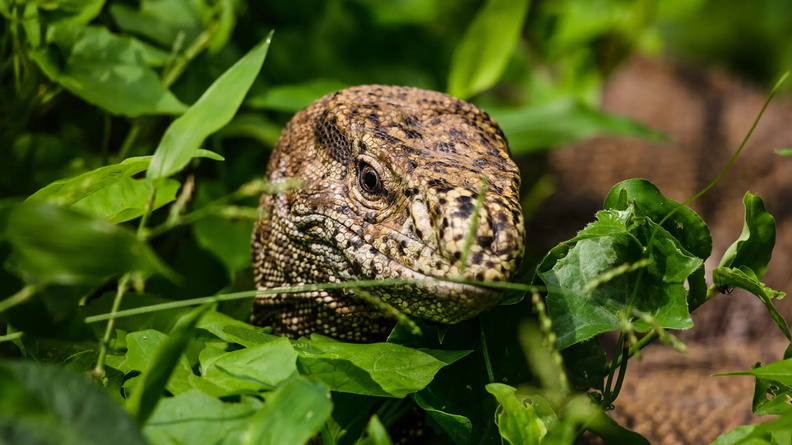 Bengal monitor or common Indian monitor (Varanus bengalensis) in Tehatta, West Bengal, India
